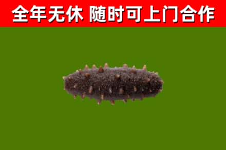 大箐山县回收海参干